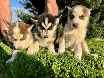 Štěňátka sibiřský Husky - 4