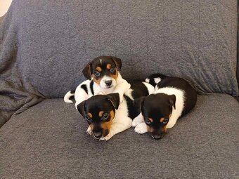 Jack russell - 4