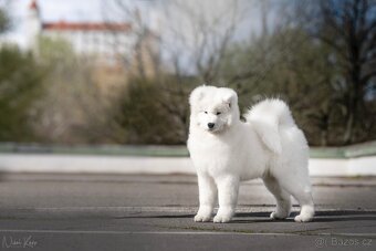 Samojed s PP - 4
