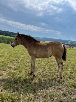 Klisna Welsh pony of cob type - 4