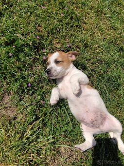 Jack Russell - 4