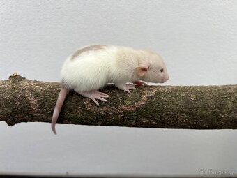 Potkan Dumbo - 4