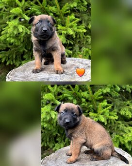Belgický ovčák Malinois s PP po Edward Ad-Gür - 4