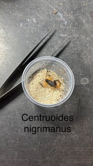 Štíři - aktuální nabídka říjen/listopad - 4