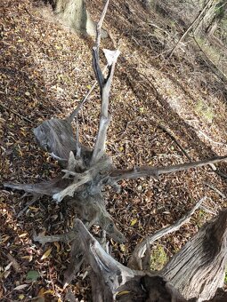 Samorost unikátní - 4