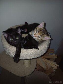 Daruji koťátko - 4