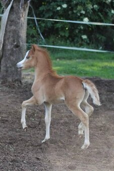 Plemenný hřebec wmp - 4