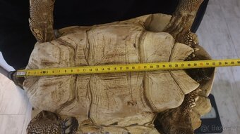 Suchozemské pardálí želvy - 4