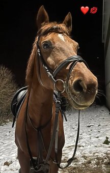 Pony klisna kategorie B - 4