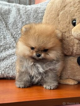 Pomeranian mini - 4