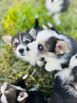 Welsh corgi pembroke s PP (FCI) - 4
