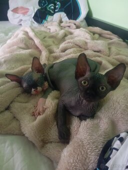 Koťátka Sphynx - 4