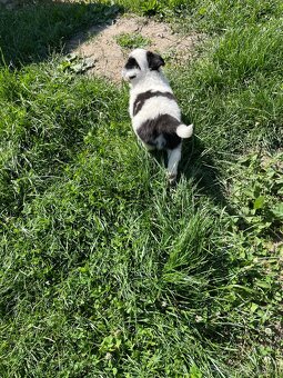 Border Kolie - 4
