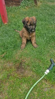 Briard s PP - 4