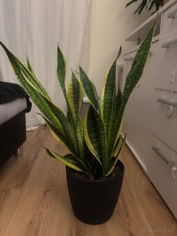 Pokojové rostliny - 4