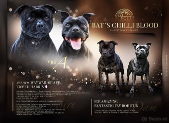 Stafordšírský bulteriér s PP - 4