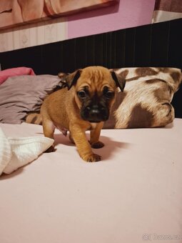 Stěně Buldoček X Jezevčík - 4