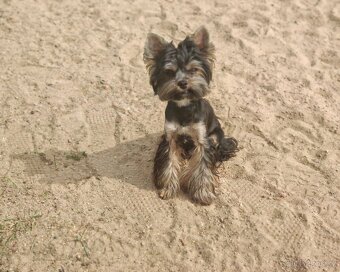 jorkšírský teriér fenka s PP - 4