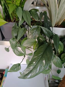 Epipremnun Cube blue - 4