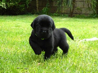 Štěňátka labradorský retriever s PP - labrador s PP - 4