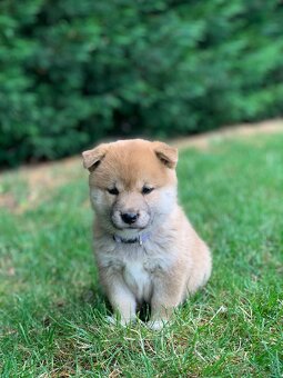 Shiba inu - 4