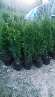 Thuje smaragd 60-80cm - 4