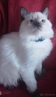 Ragdoll koťátka - 4