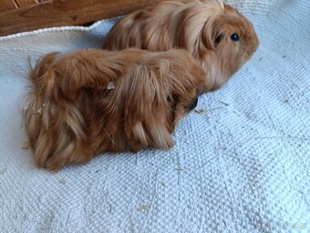 Morče / morčata / morčátko samečci - 4