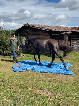 Starokladrubská klisna - 4