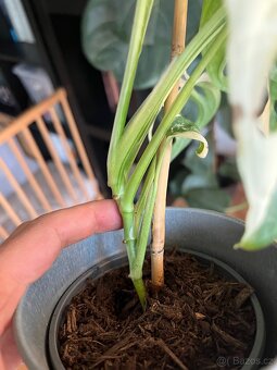 Monstera Adansonii Variegata - 4