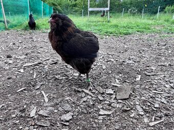 Kohouti - Ayam cemani, holandská zdr., araukana, kropenka - 4