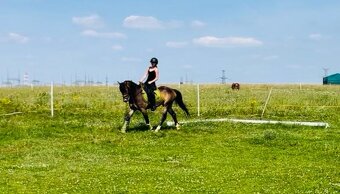 Sportovní pony B - 4