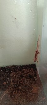 Pagekon řasnatý(Rhacodactylus ciliatus) - 4