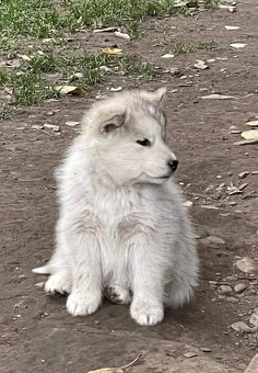 Aljašský Malamut - 4