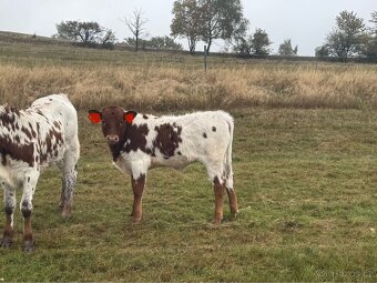 Prodám kříženky texax longhorn - 4