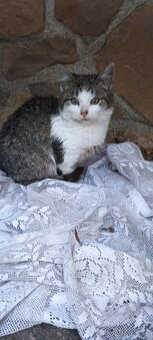 Koťátka daruji - 4