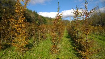 Habr - Carpinus - živý plot - 4