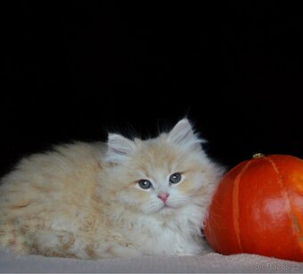 Sibiřská kočka s PP FIFE - 4