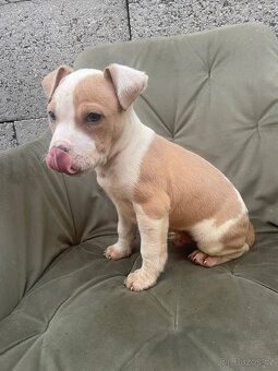 Americký stafordšírsky teriér, Staford - 4