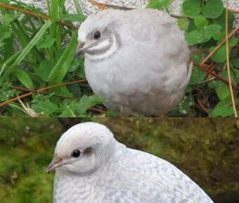 Křepelka čínská - 4