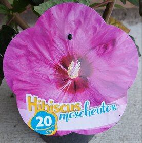 Ibišek bahenní-americký - 4