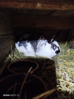 Prodám samice k chovu - 4