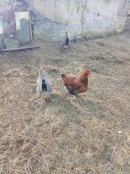 Vejce do líhně - 4