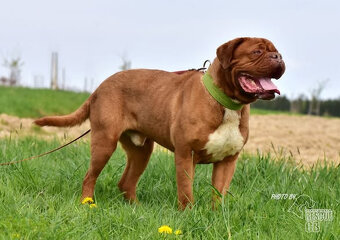Brown hledá domov - 4