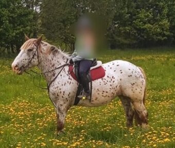 norik - 15 letá kobylka na chov a lehkou rekreaci - 4