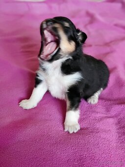 Šeltie - sheltie pejsci - 4