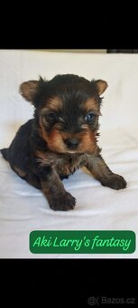 Yorkshire(yorkšírský teriér)terrier color s pp - 4