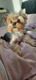 Jorkšírský teriér Yorkšírský teriér fenka s pp - 4