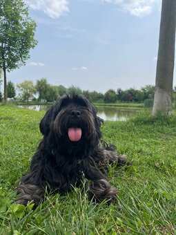 Krytí havanským psíkem - 4