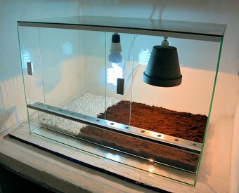 Želva zelenavá - 4